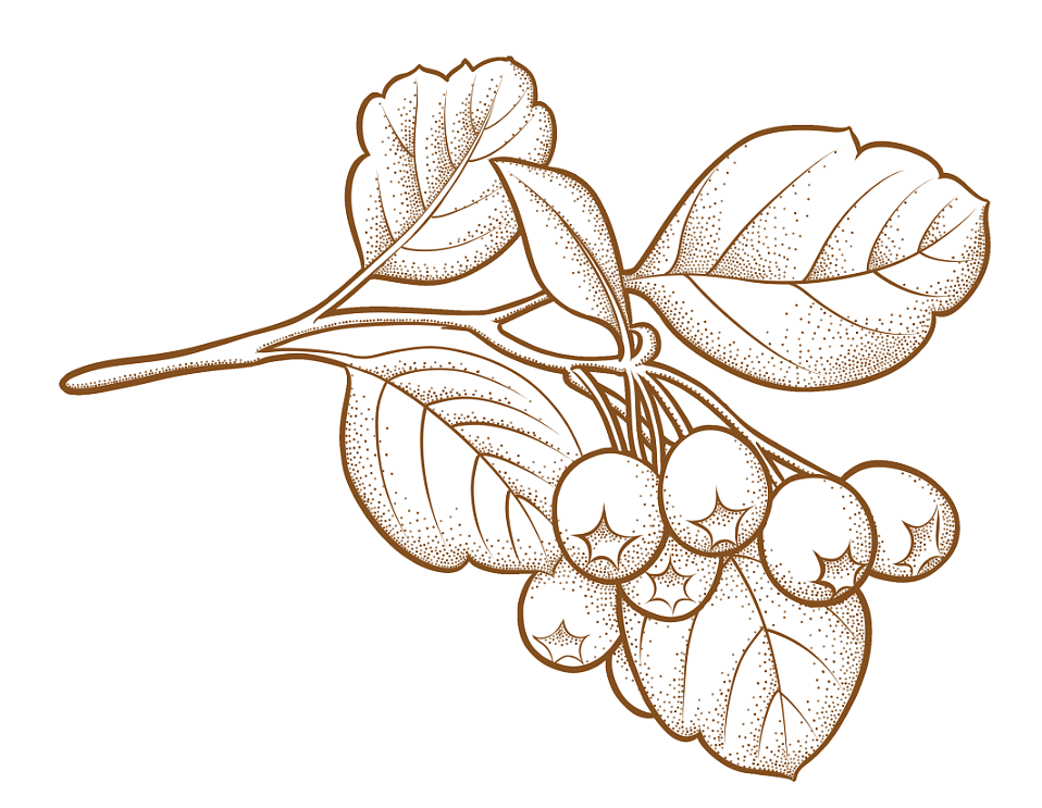 有关药材的‘点点滴滴’（图ZMTU3NjYyMjY0） - 商业插画 - 站酷设计师内在的光原创素材 - 站酷ZCOOL