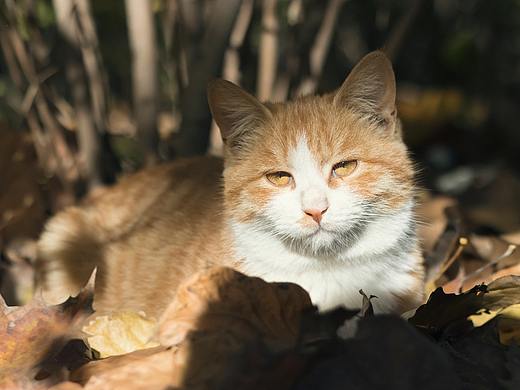 學(xué)院里的共享貓咪（個(gè)人主頁-ZMjQ3ODA5ODg=） - 寵物攝影 - 站酷設(shè)計(jì)師mqmolly原創(chuàng)素材 - 站酷ZCOOL