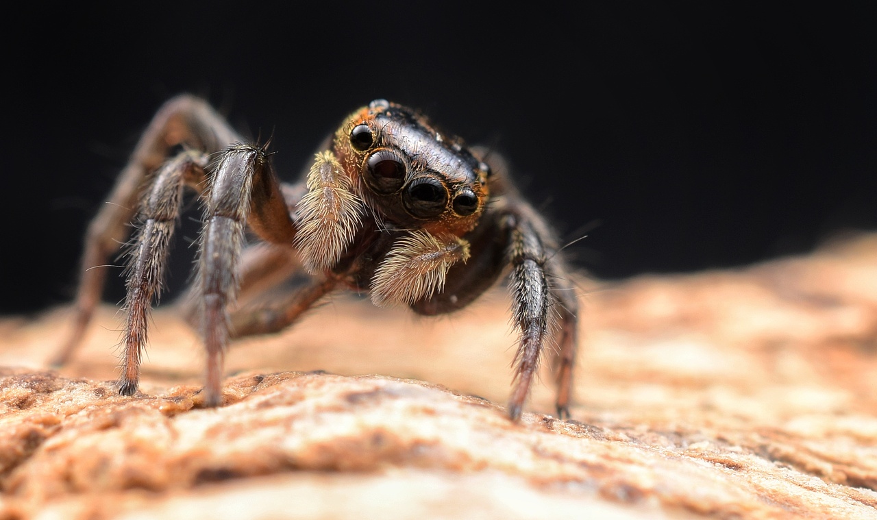小跳蛛花蛤沙蛛