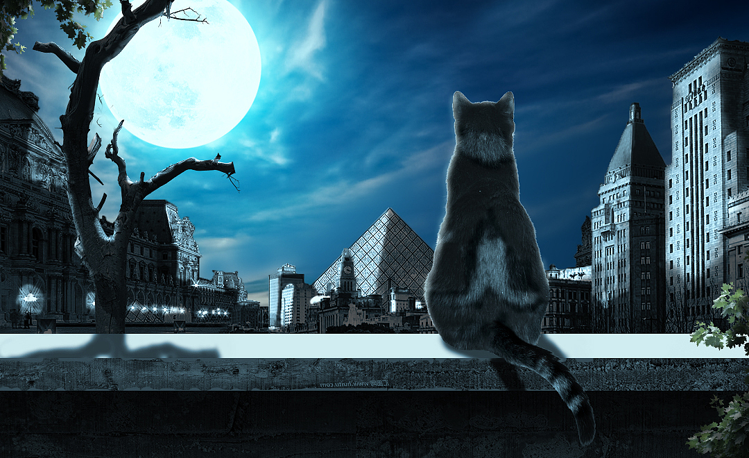 月下孤独的猫（图ZMTYzMDU3Mzky） - 海报 - 站酷设计师请来杯寂寞原创素材 - 站酷ZCOOL