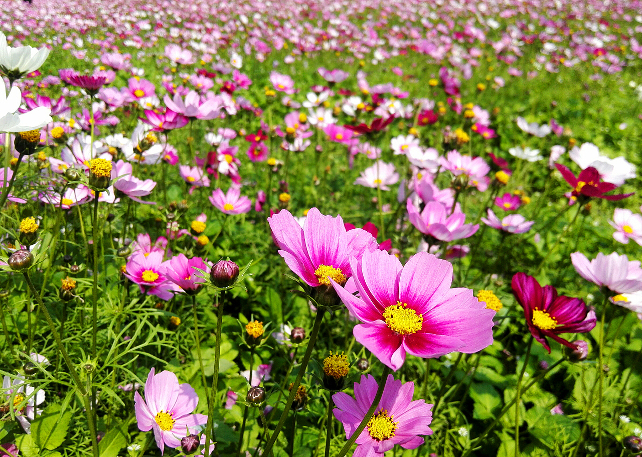 手机也能拍出好照片——较场尾 花千谷（图ZNDQ3MjU4Mjg=） - 人像摄影 - 站酷设计师Heavenli原创素材 - 站酷ZCOOL