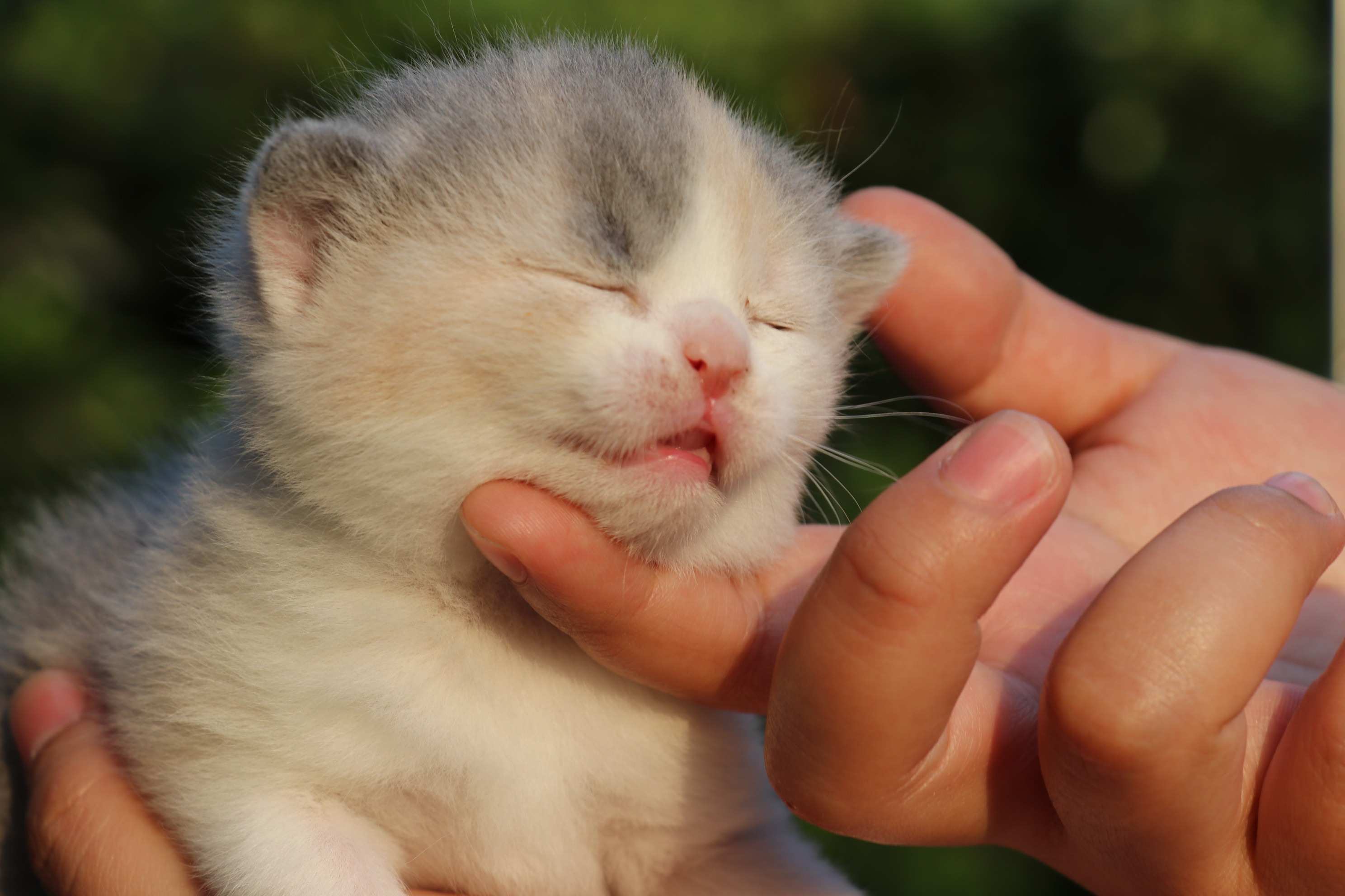 英短五粉三花猫咪照片