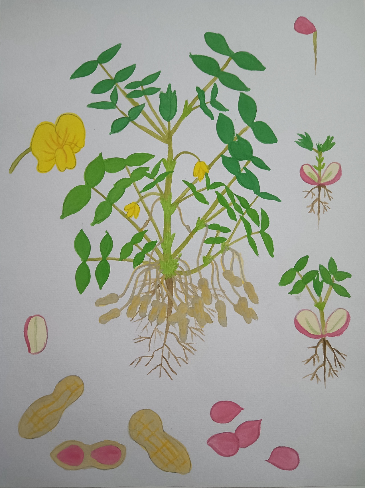 植物生长（花生）（图ZMjU5ODU5Mzgw） - 创作习作 - 站酷设计师深海珍珠原创素材 - 站酷ZCOOL