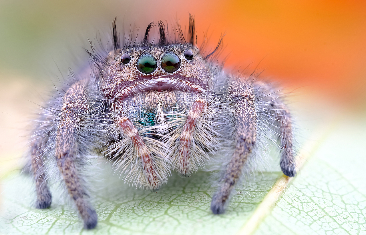 眼神+发型+卖萌（图ZMTkwMDcyODIw） - 风光摄影 - 站酷设计师瓜哥微距摄影原创素材 - 站酷ZCOOL