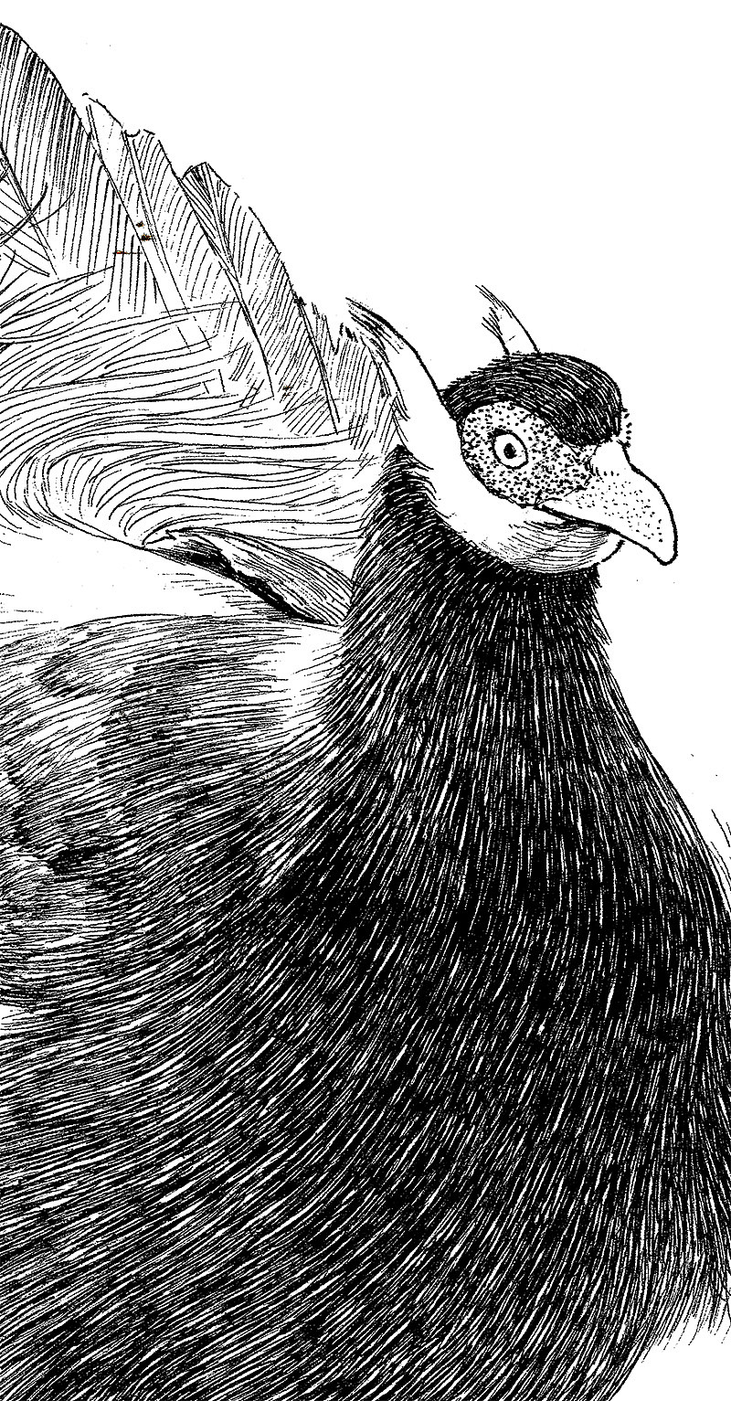 濒危动物系列素描