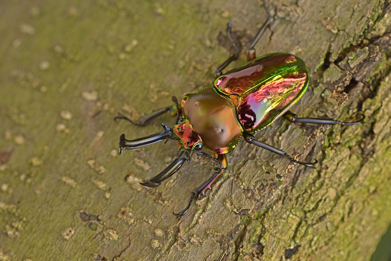 世界上最漂亮的锹甲彩虹锹甲2红色系