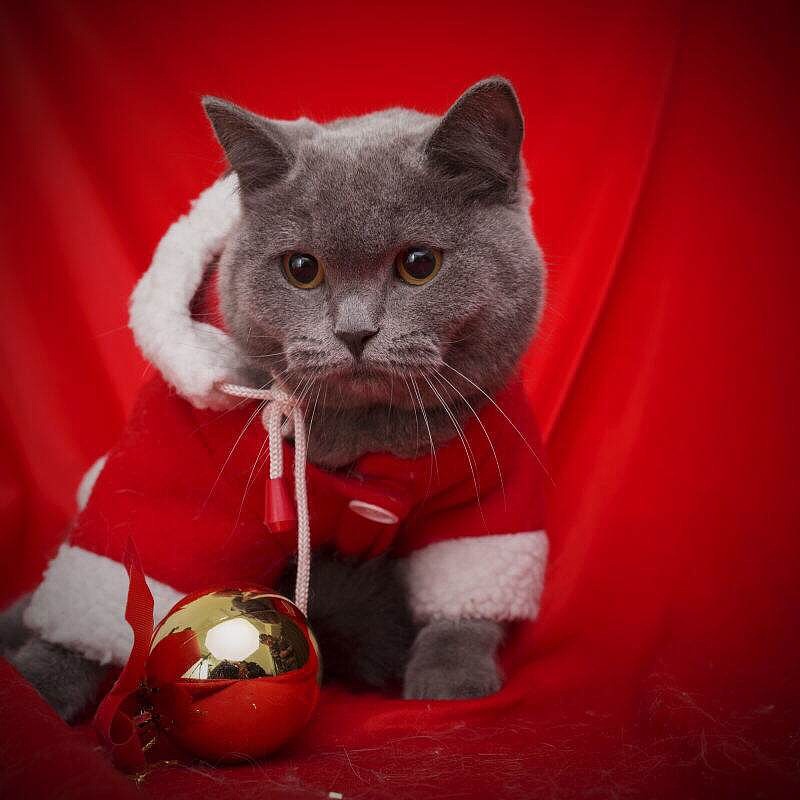 给我变成星星的猫咪 罗雨舒插画（图ZNjU4OTM0NDg=） - 创作习作 - 站酷设计师小灰侠嘎罗原创素材 - 站酷ZCOOL