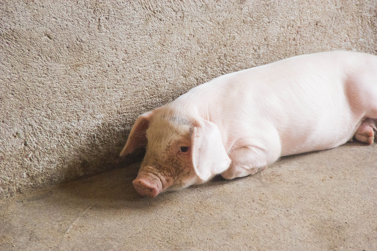 动物园（图ZMjEwNjQ3MzMy） - 宠物摄影 - 站酷设计师Noabyss原创素材 - 站酷ZCOOL