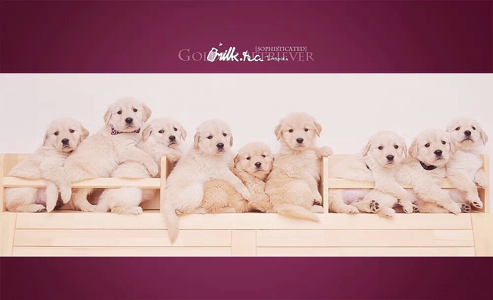 用境摄 去影心【动物摄影师何某某个人作品4】