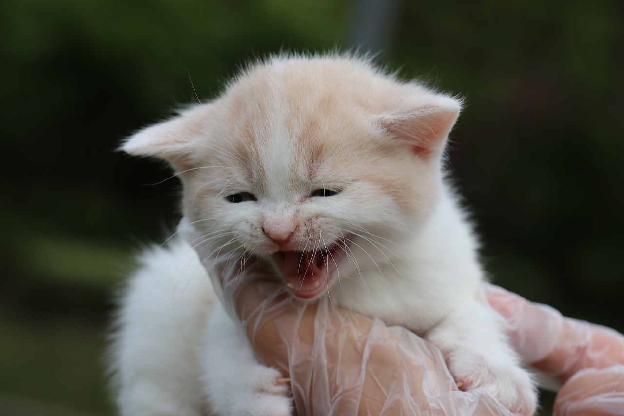 双血统英短\0508英短乳白梵公-熊二-27day450g