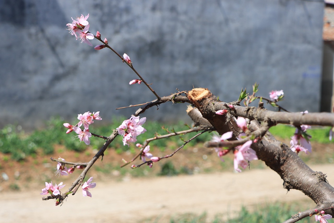 三月桃花胜春风