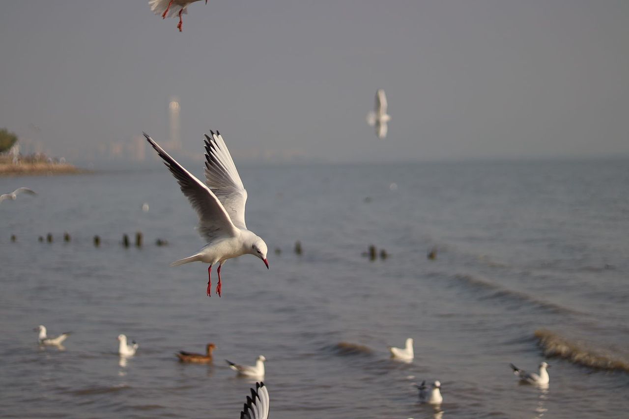 深圳湾公园看海鸥
