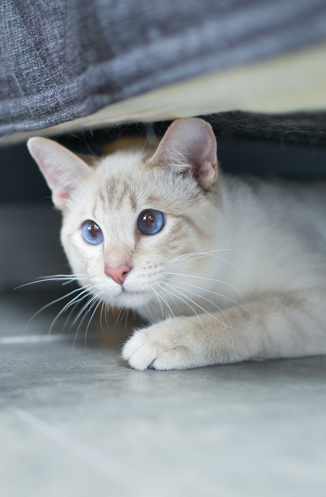 暹罗喵慕斯&DUKE（图ZNTI0NjM2NTY=） - 宠物摄影 - 站酷设计师_呼叫派大星原创素材 - 站酷ZCOOL