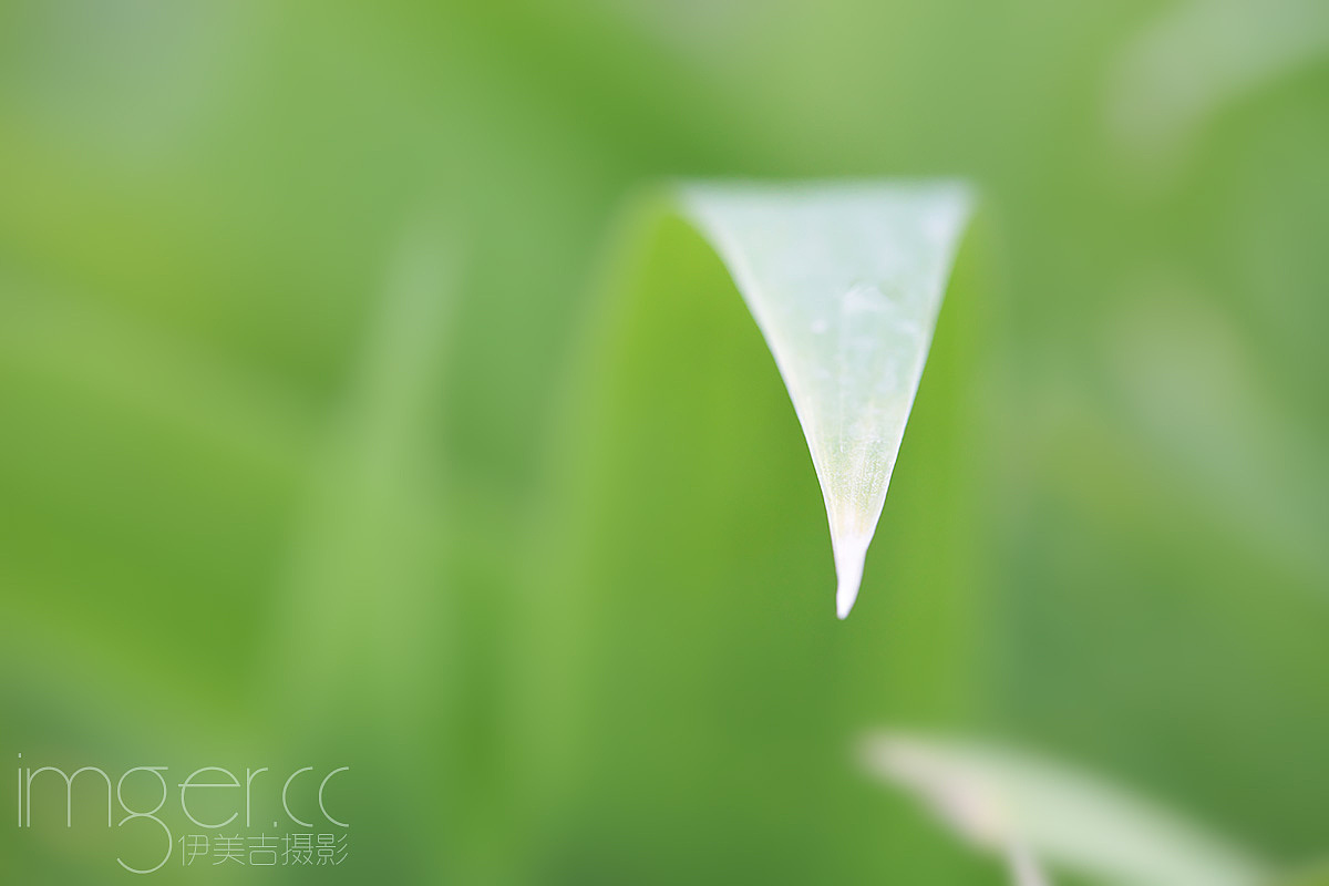 雨后的一组微距片（图ZMTYxMTA4Mjg=） - 风光摄影 - 站酷设计师色觉影视原创素材 - 站酷ZCOOL
