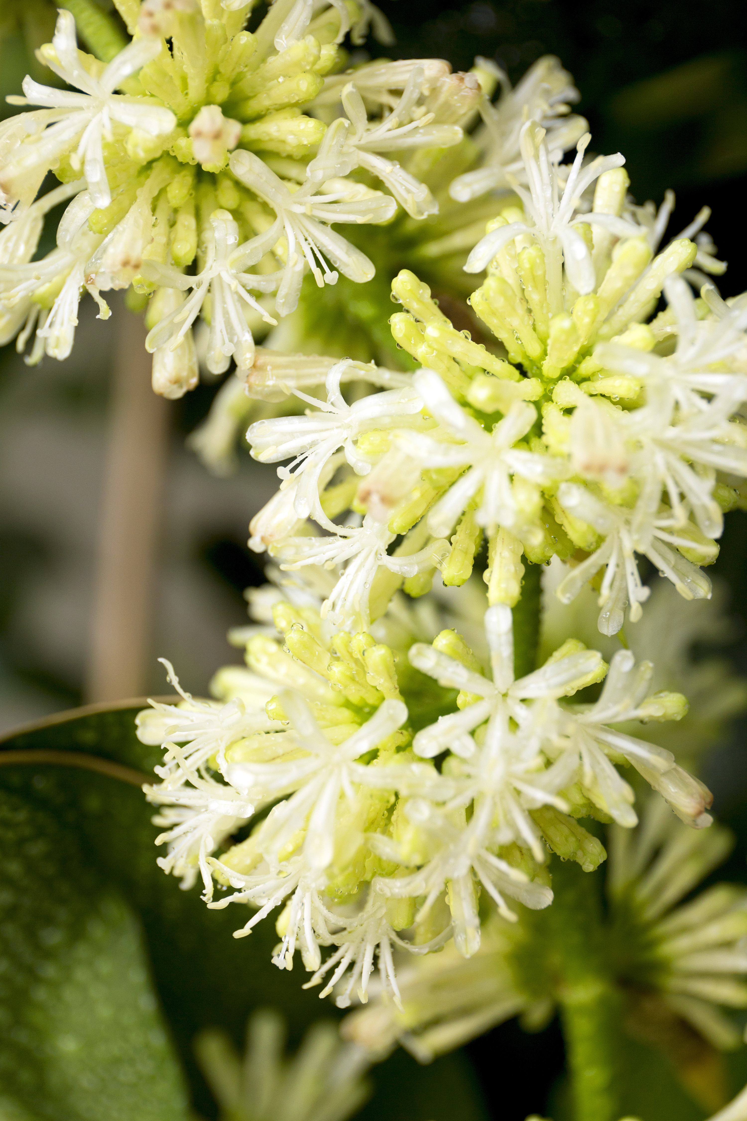 螺纹铁植物开花了