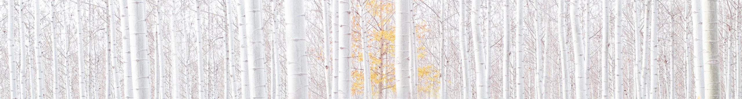 2578246296的个人主页（封面预览） - 主页封面设置 - 站酷设计师2578246296原创素材 - 站酷ZCOOL