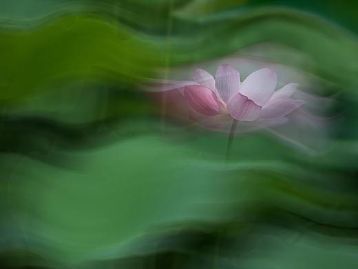 醉看清荷（个人主页-ZNDM0OTY1ODA=） - 修图/后期 - 站酷设计师luoxingyuan原创素材 - 站酷ZCOOL