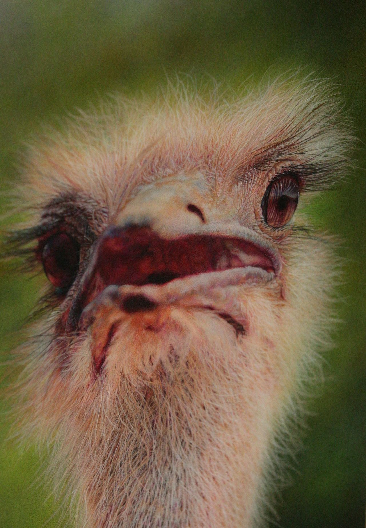 超写实画--可爱的鸵鸟