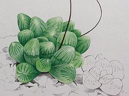 彩铅植物