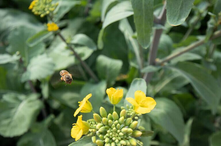 蜜蜂飞（图ZMTQzODk0NjA0） - 宠物摄影 - 站酷设计师嘟嘟2019原创素材 - 站酷ZCOOL