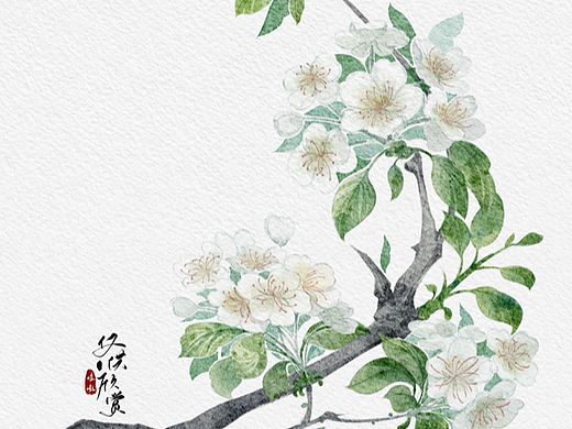 水彩花卉-梨花