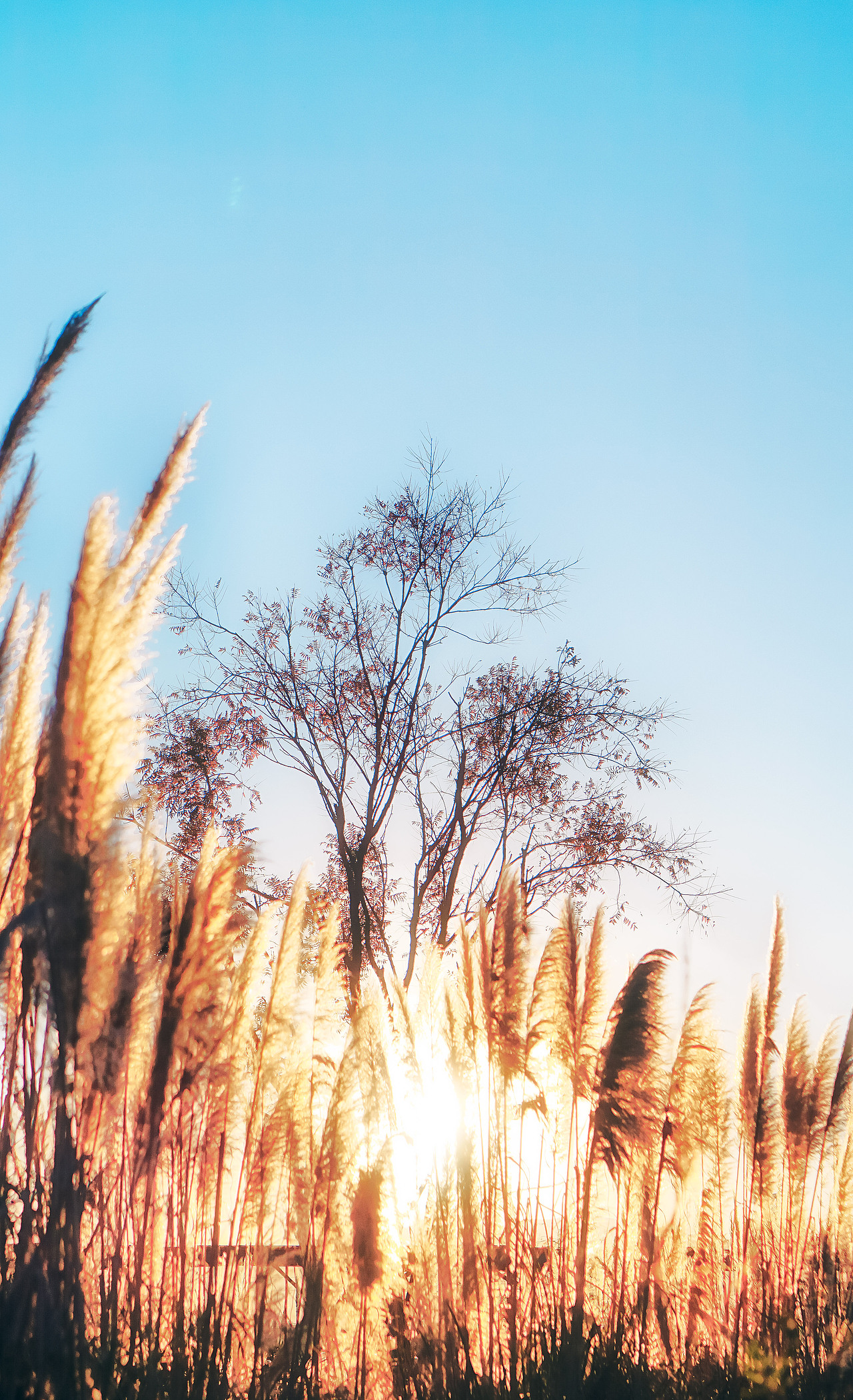 碧水藍天撫仙湖（圖ZMTA3MDYyNDQw） - 風(fēng)光攝影 - 站酷設(shè)計師adkda原創(chuàng)素材 - 站酷ZCOOL