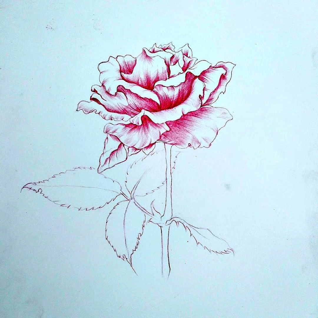 热衷于玫瑰，用水粉画水彩，第一张成品！（图ZMTg0MDIwOTIw） - 绘画 - 站酷设计师停道酬勤原创素材 - 站酷ZCOOL