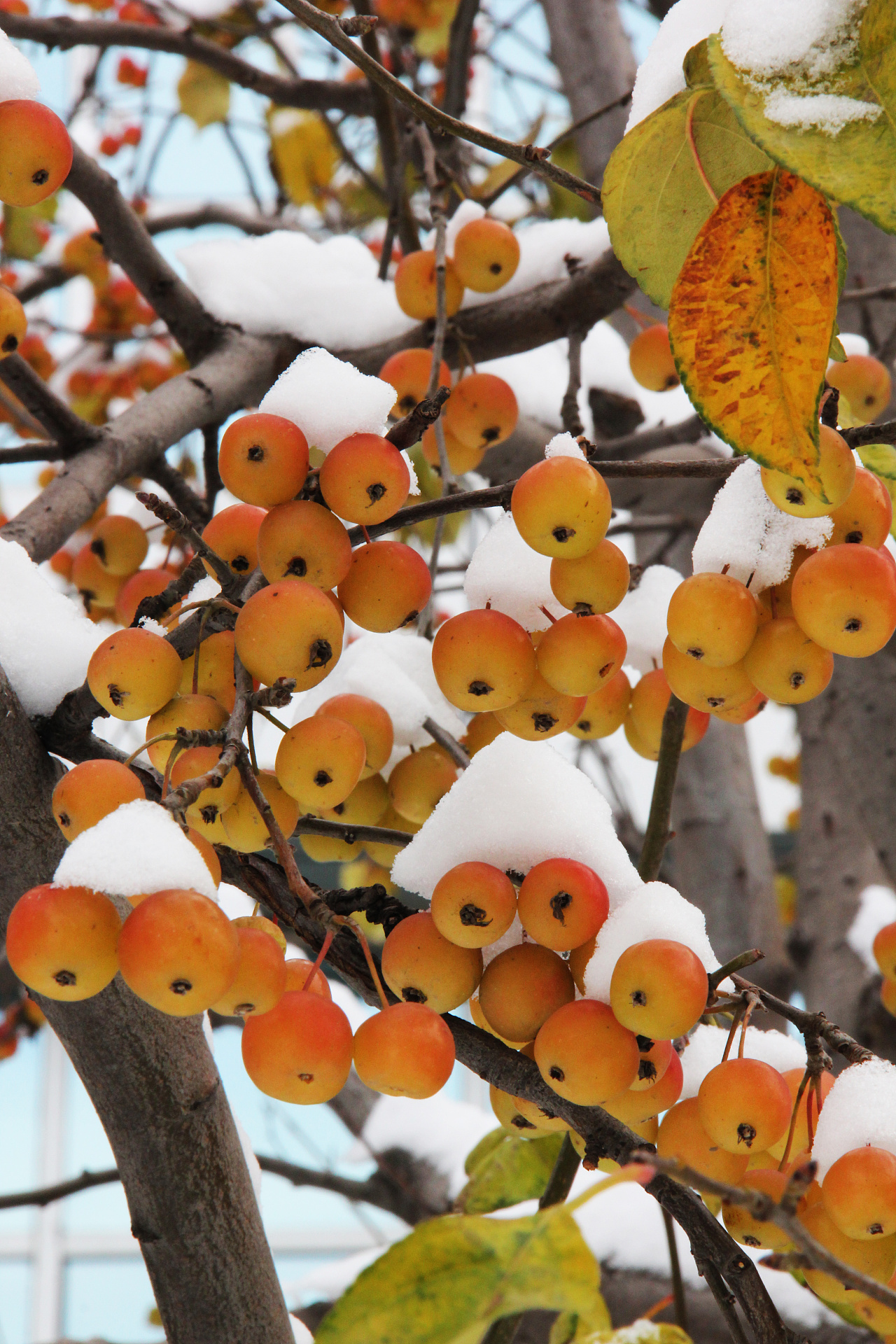 《 雪中海棠 》