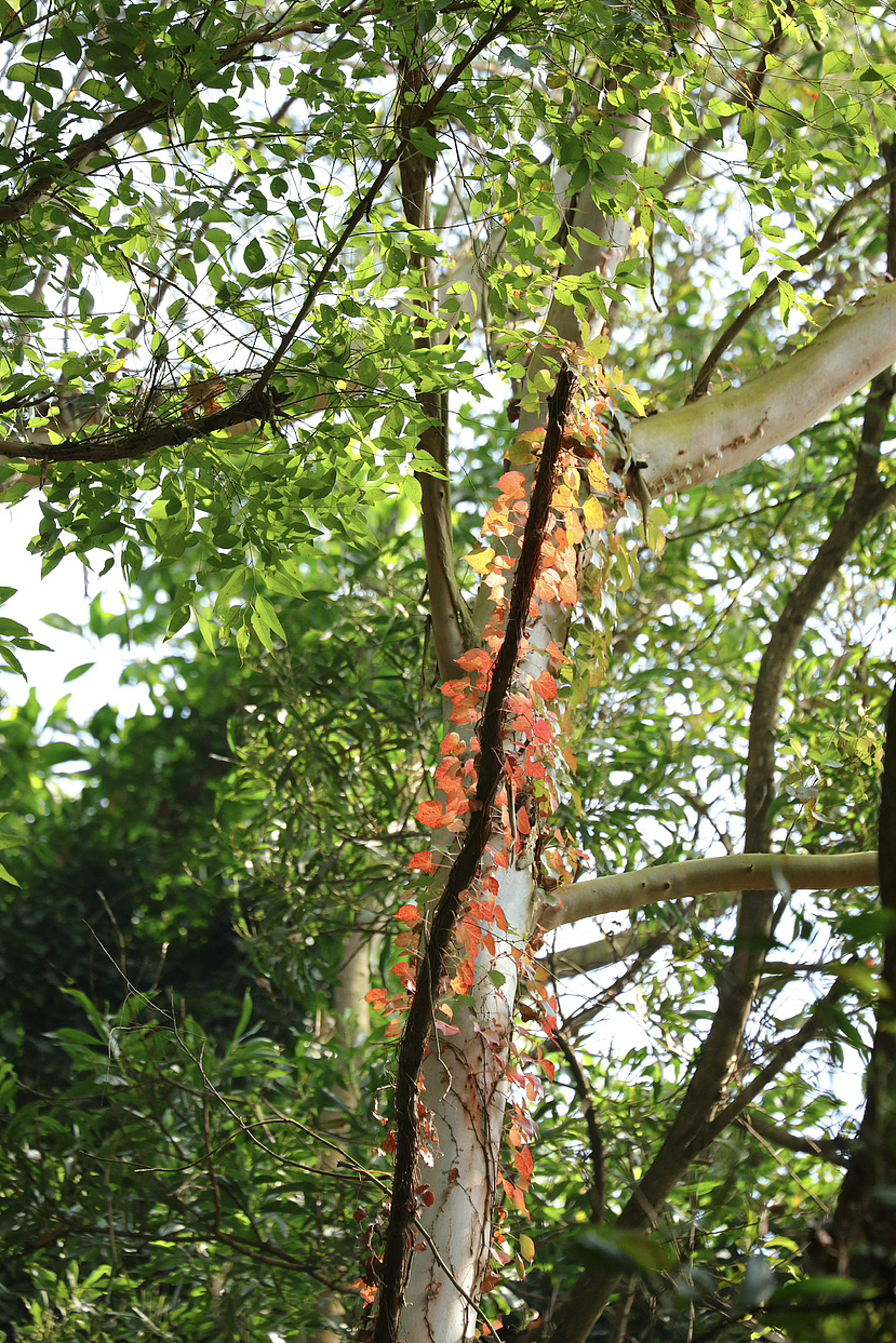 公园漫步（图ZMzU5NzEyNjI0） - 风光摄影 - 站酷设计师刘志彦原创素材 - 站酷ZCOOL