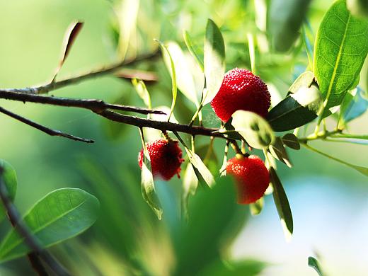 红实缀青枝-五月杨梅