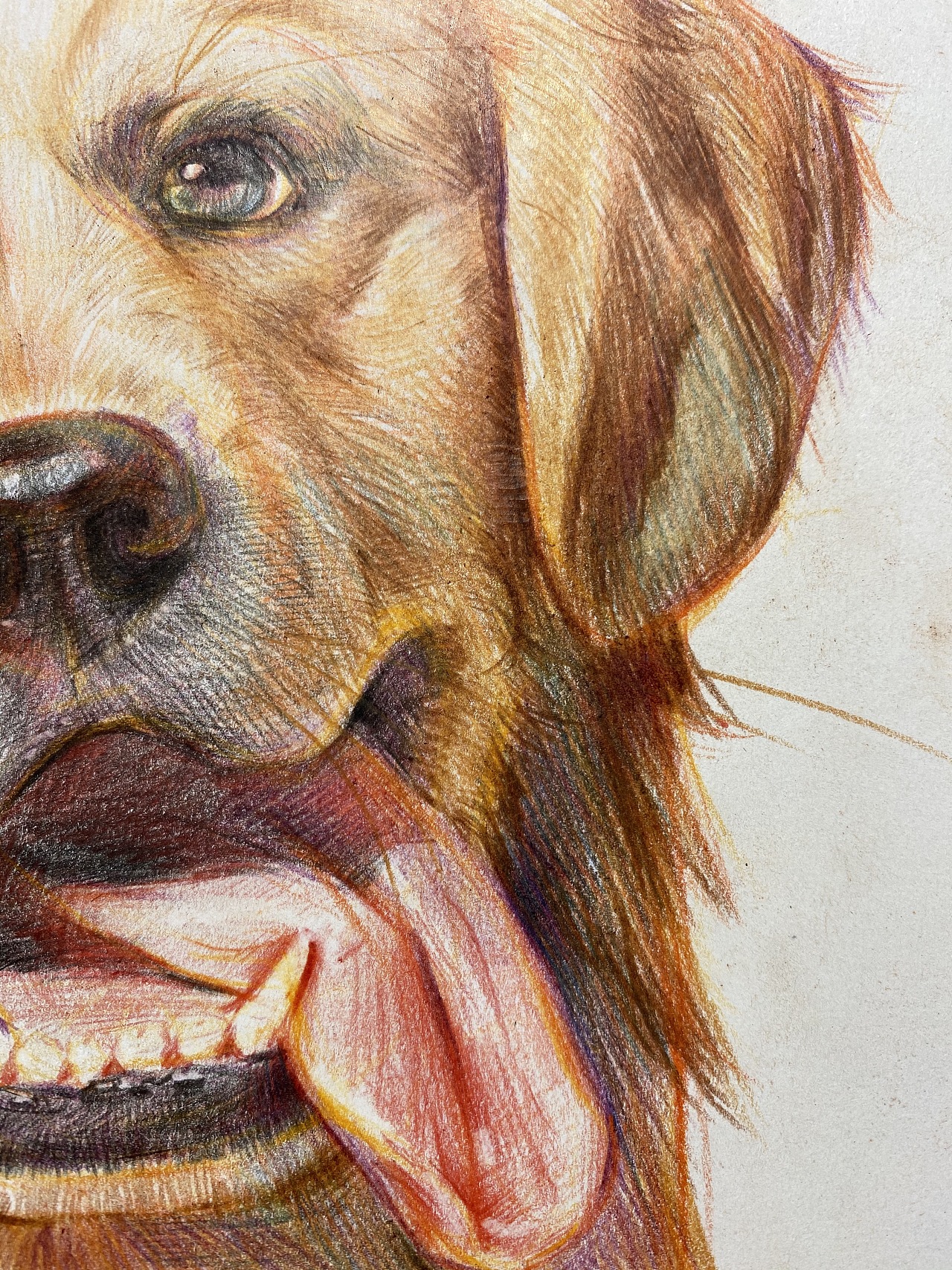 彩铅～金毛|纯艺术|绘画|绘画君 - 原创作品 - 站酷 (zcool)