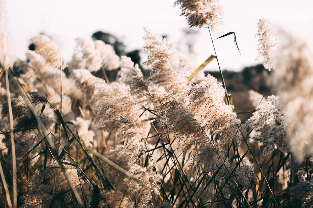 邂逅郊外的野草地（图ZMjgyMzM5MzMy） - 风光摄影 - 站酷设计师糖糖的早茶原创素材 - 站酷ZCOOL