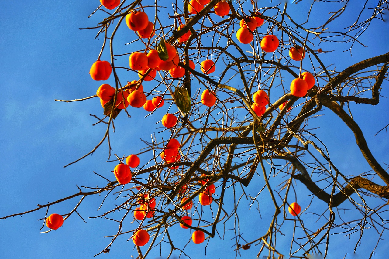 柿柿如意|摄影|风光摄影|秦南人摄影_原创作品-站酷zcool