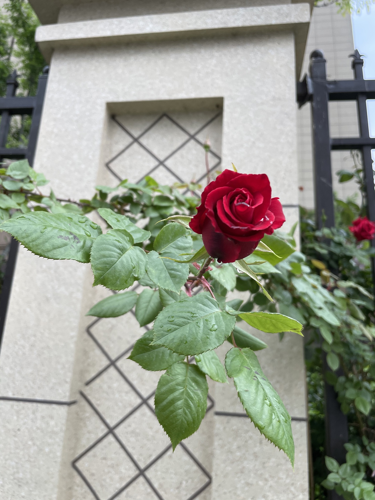 手机摄影——蔷薇