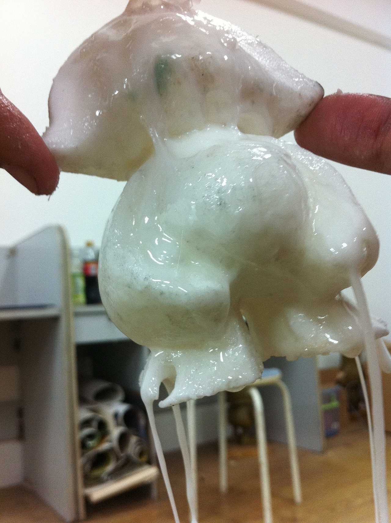 # 2012 我們畢業(yè)啦 # 《怪咖！-Miss.D》平臺(tái)玩具設(shè)計(jì) 南師美院 李悅?cè)冢▓DZNTk4MzMxMg==） - 其他工業(yè)/產(chǎn)品 - 站酷設(shè)計(jì)師Liz樂融原創(chuàng)素材 - 站酷ZCOOL