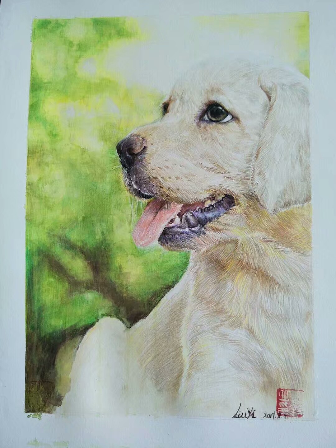 阳光下的拉布拉多