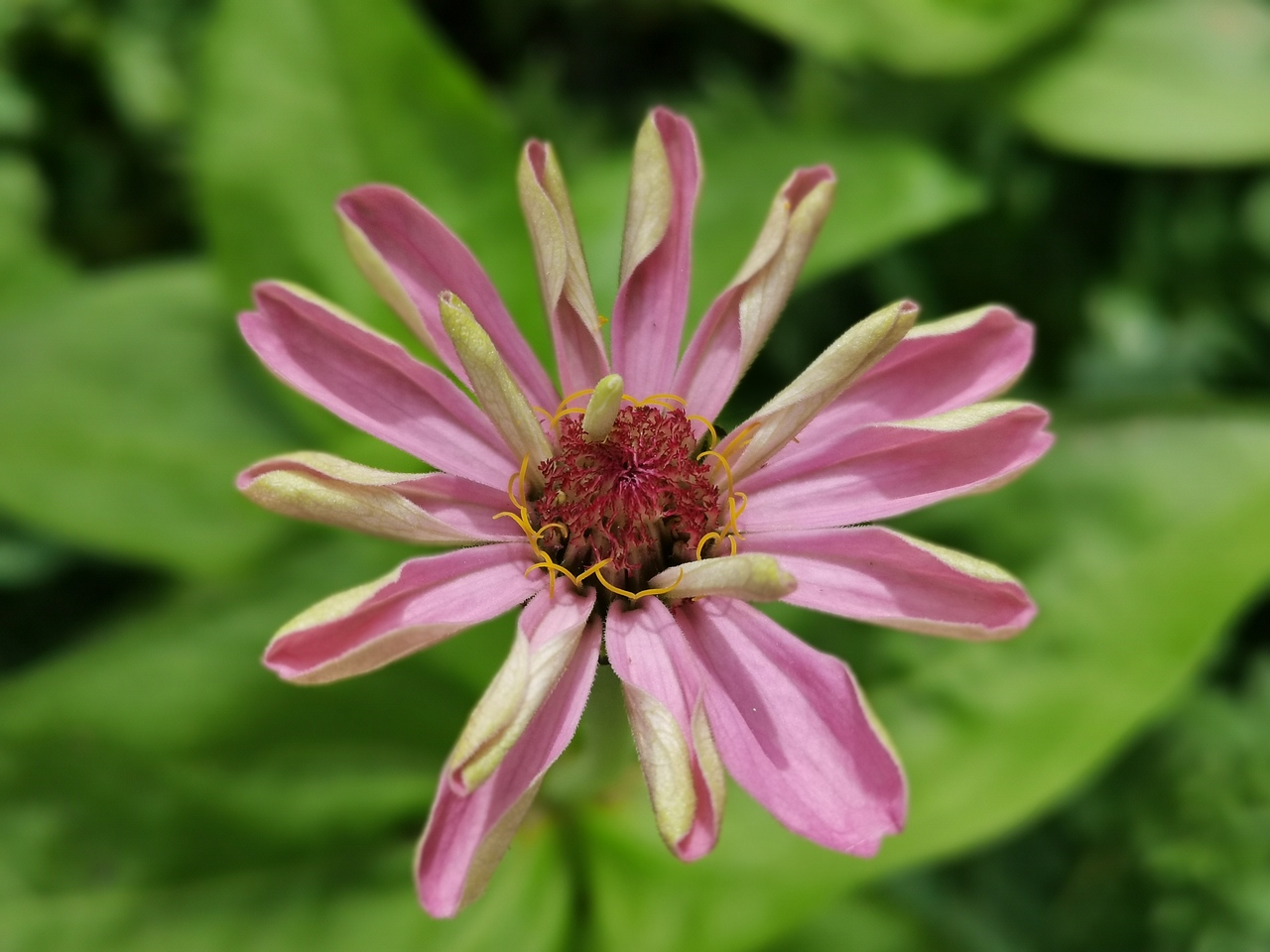 野菊（图ZMjYwNDE2Nzk2） - 风光摄影 - 站酷设计师南蛮文子原创素材 - 站酷ZCOOL