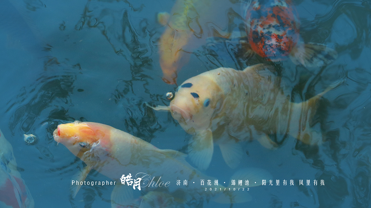 「皓月Chloe」济南·百花洲·锦鲤池·阳光里有我风里有我