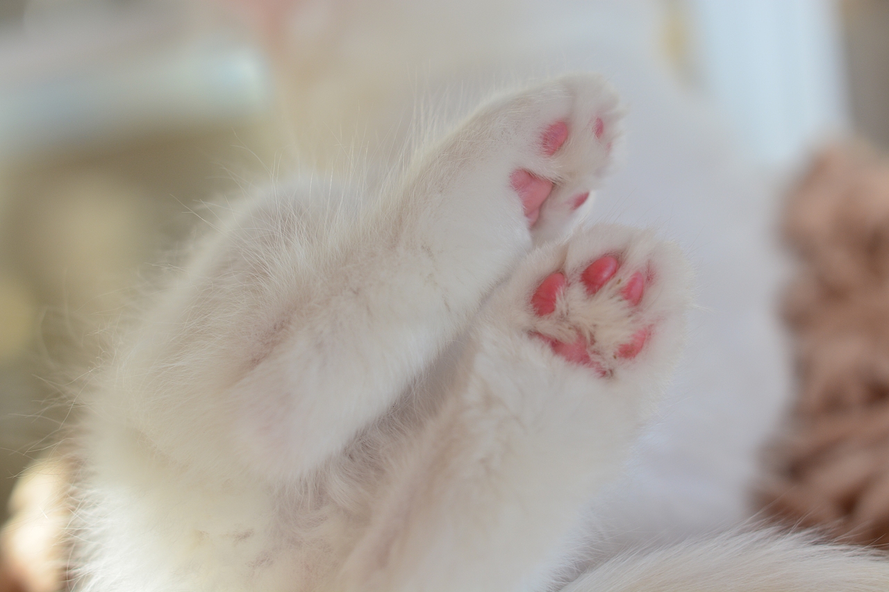 猫猫的肉垫（图ZMzE4NTIwMDk2） - 宠物摄影 - 站酷设计师ATHENADOLLS原创素材 - 站酷ZCOOL