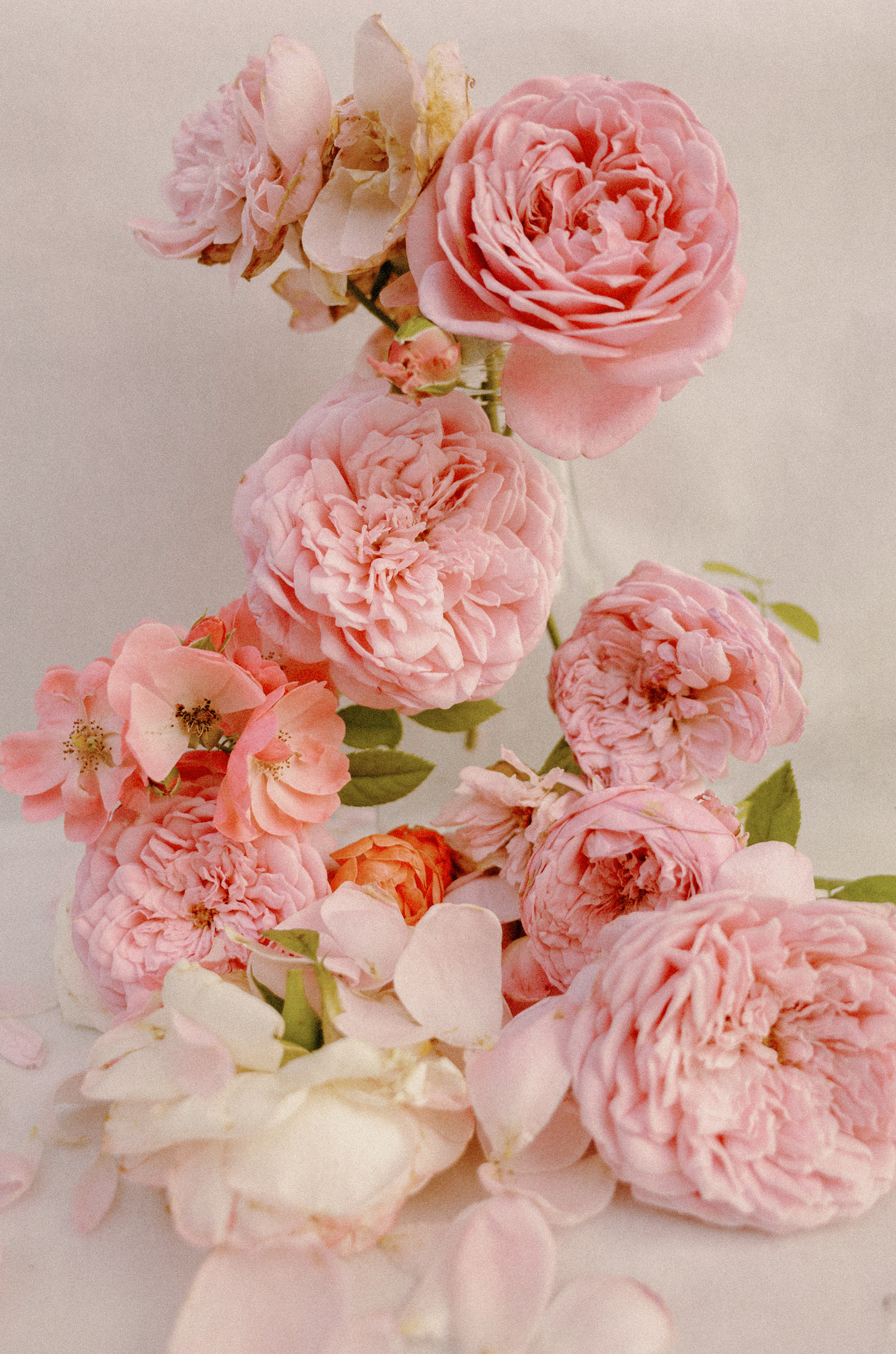 花|摄影|静物|roemwo - 原创作品 - 站酷 (zcool)