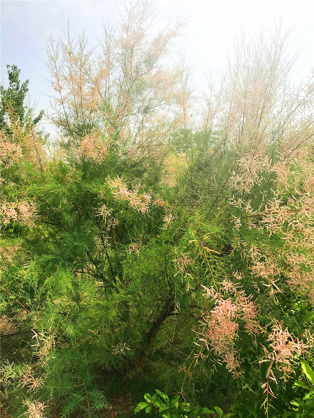 刘勇良手机纪实摄影:盛开的柽柳花