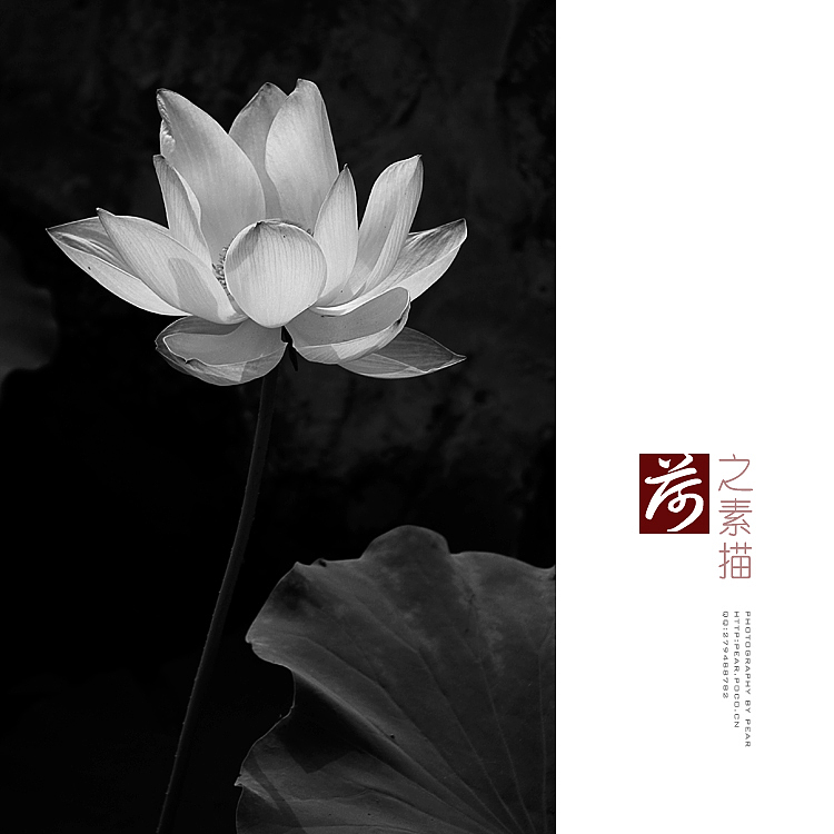 荷花素描（图ZNDE1NDk2MA==） - 风光摄影 - 站酷设计师pear1103原创素材 - 站酷ZCOOL
