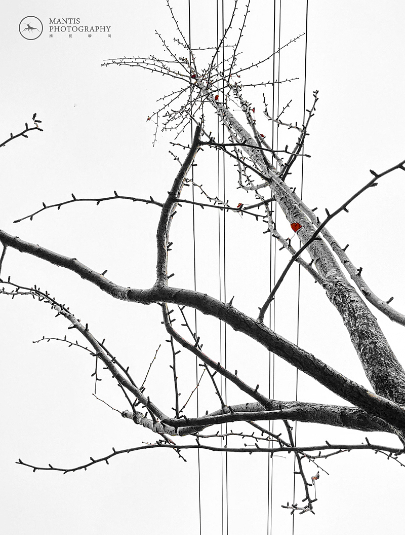 MANTIS 随拍2021（图ZMjgxNjA5ODE2） - 风光摄影 - 站酷设计师aaa62621185原创素材 - 站酷ZCOOL