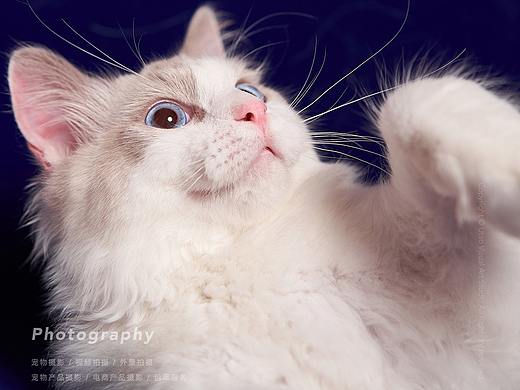 上海 宠物摄影 | 赛级宠物猫 布偶猫 | 油桃视觉 