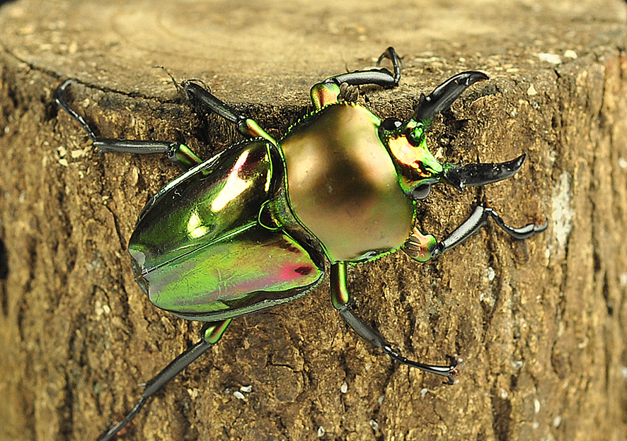 彩虹锹甲   分布:澳洲