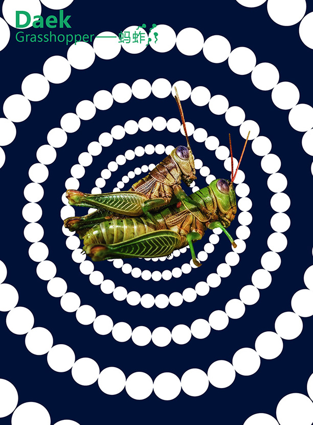 壮语:daek ▲ 英语:grasshopper ▲ 汉语:蚂蚱