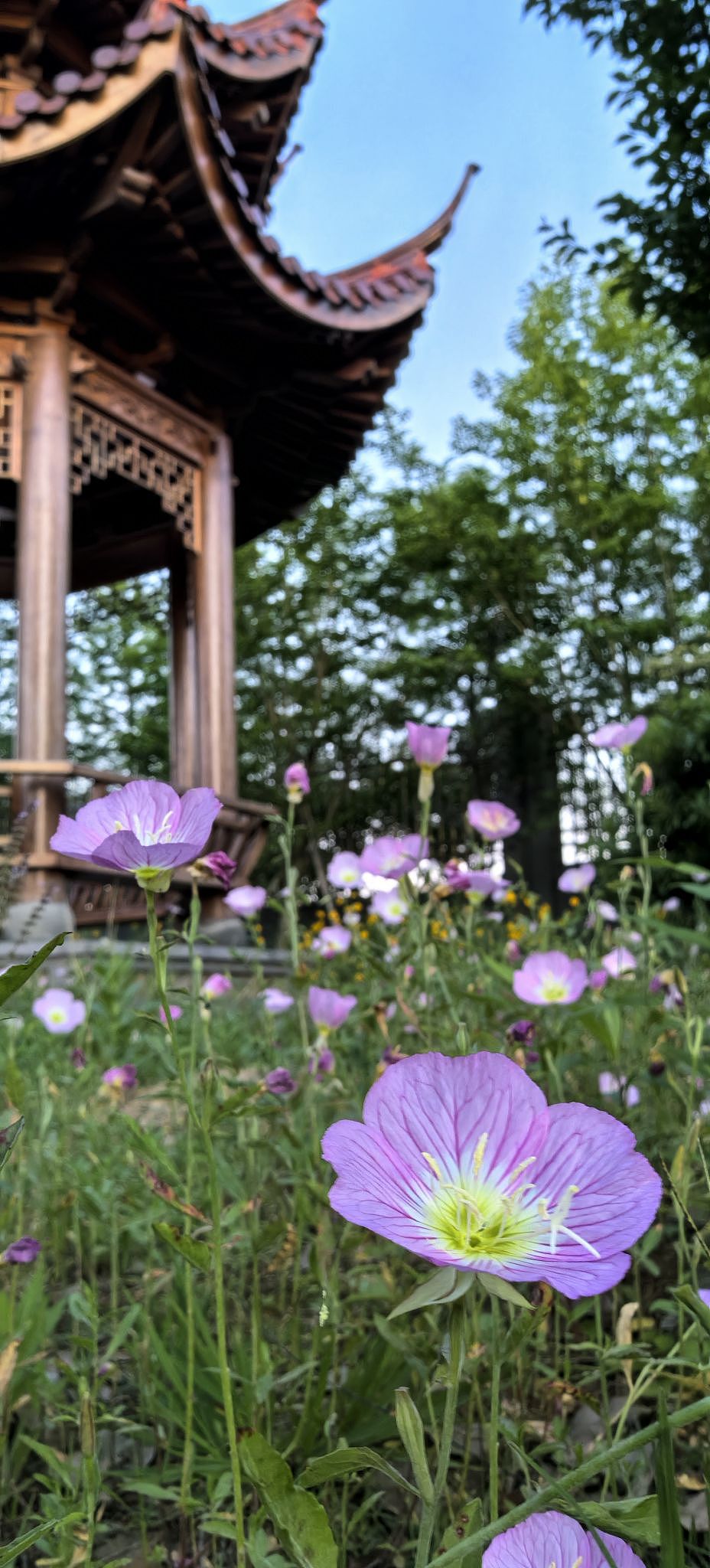 最美夕阳红（图ZMzY4NjgyMzI0） - 风光摄影 - 站酷设计师Z304427813原创素材 - 站酷ZCOOL