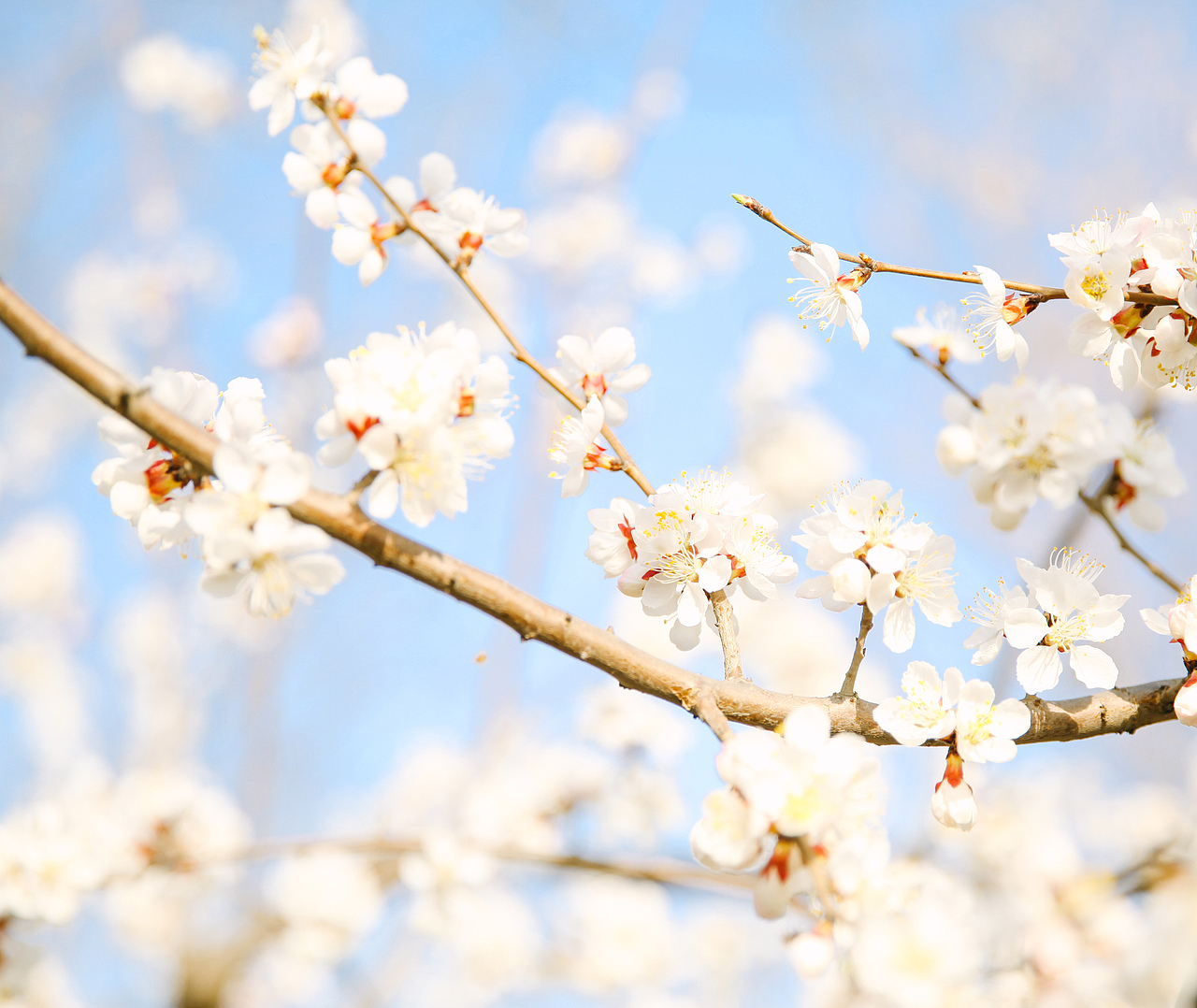 {海德娜娜}早樱。 春日艳阳天（图ZNDU0Nzg0MjQ=） - 人像摄影 - 站酷设计师hidenana海德娜娜原创素材 - 站酷ZCOOL