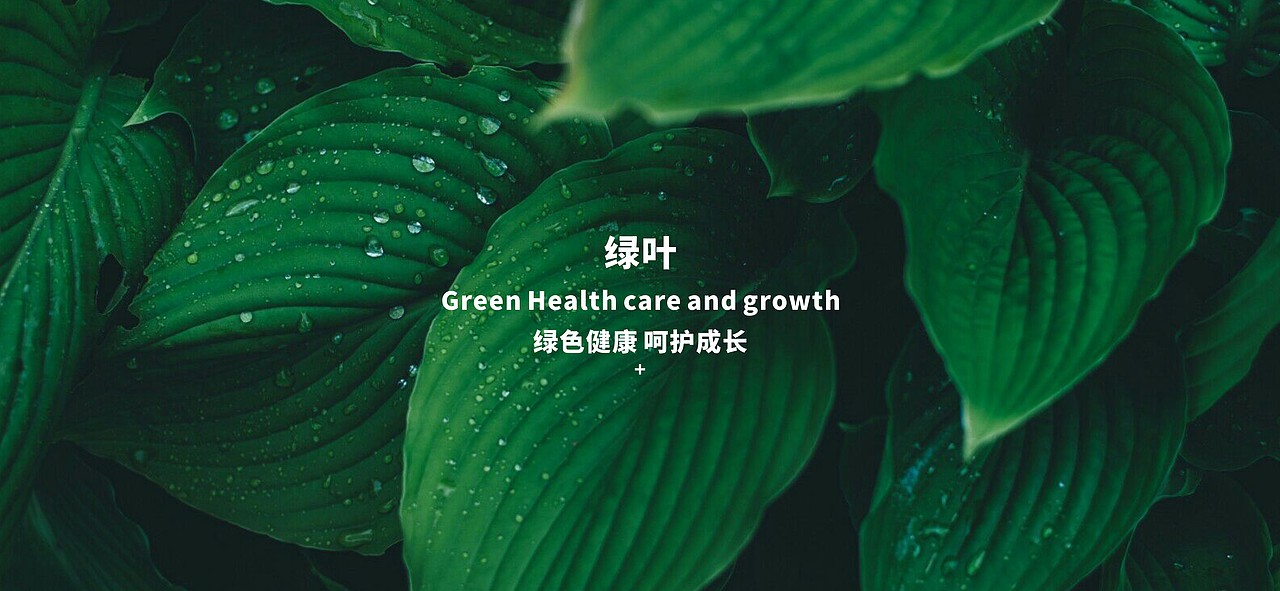 LOGO设计 | 国控星鲨LOGO&会徽设计