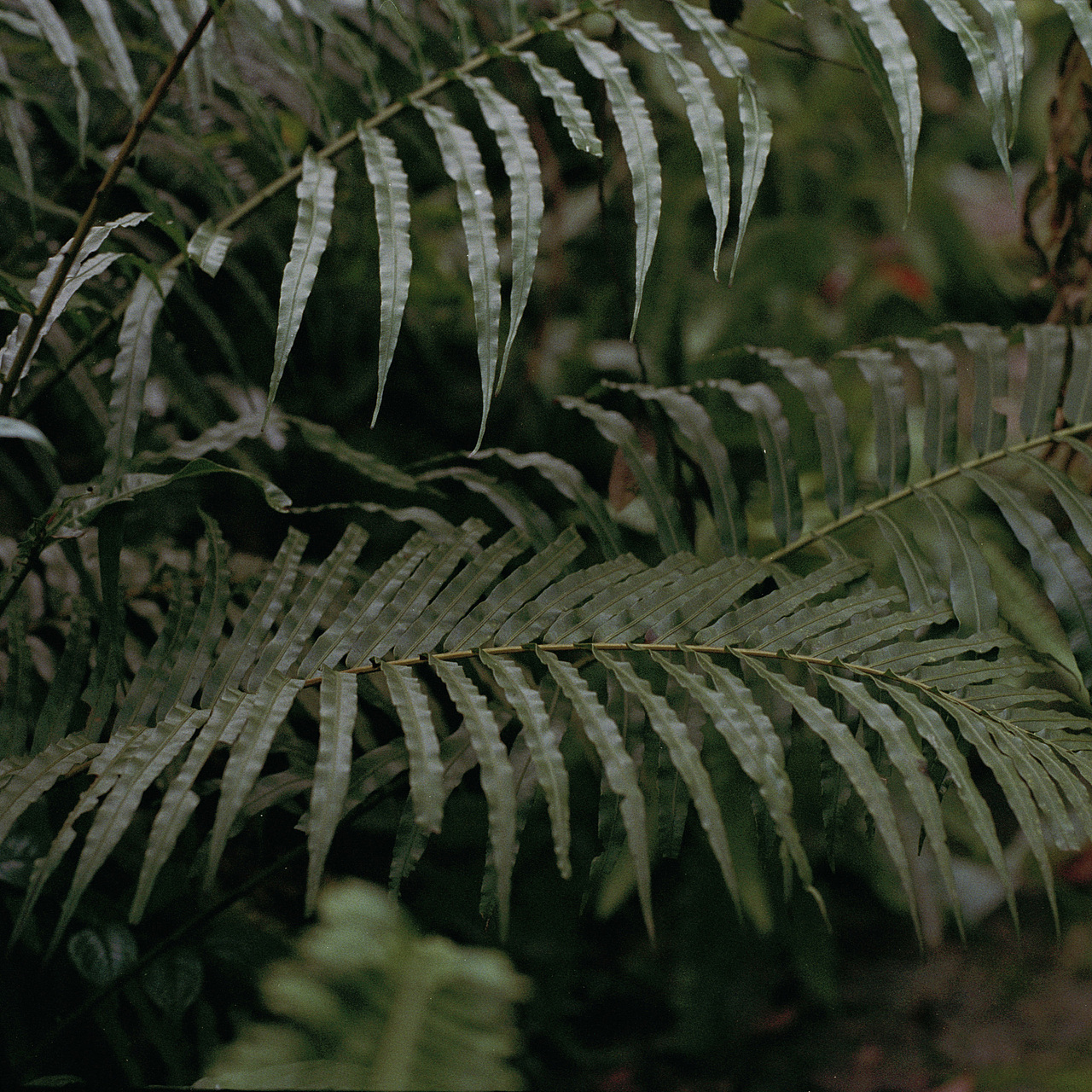 菲林植物图鉴（图ZMTMyMTg3NTE2） - 人像摄影 - 站酷设计师Chotsins原创素材 - 站酷ZCOOL